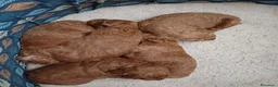 Barboncino cani in vendita: Barboncini rosso fulvi - Annuncio 5
