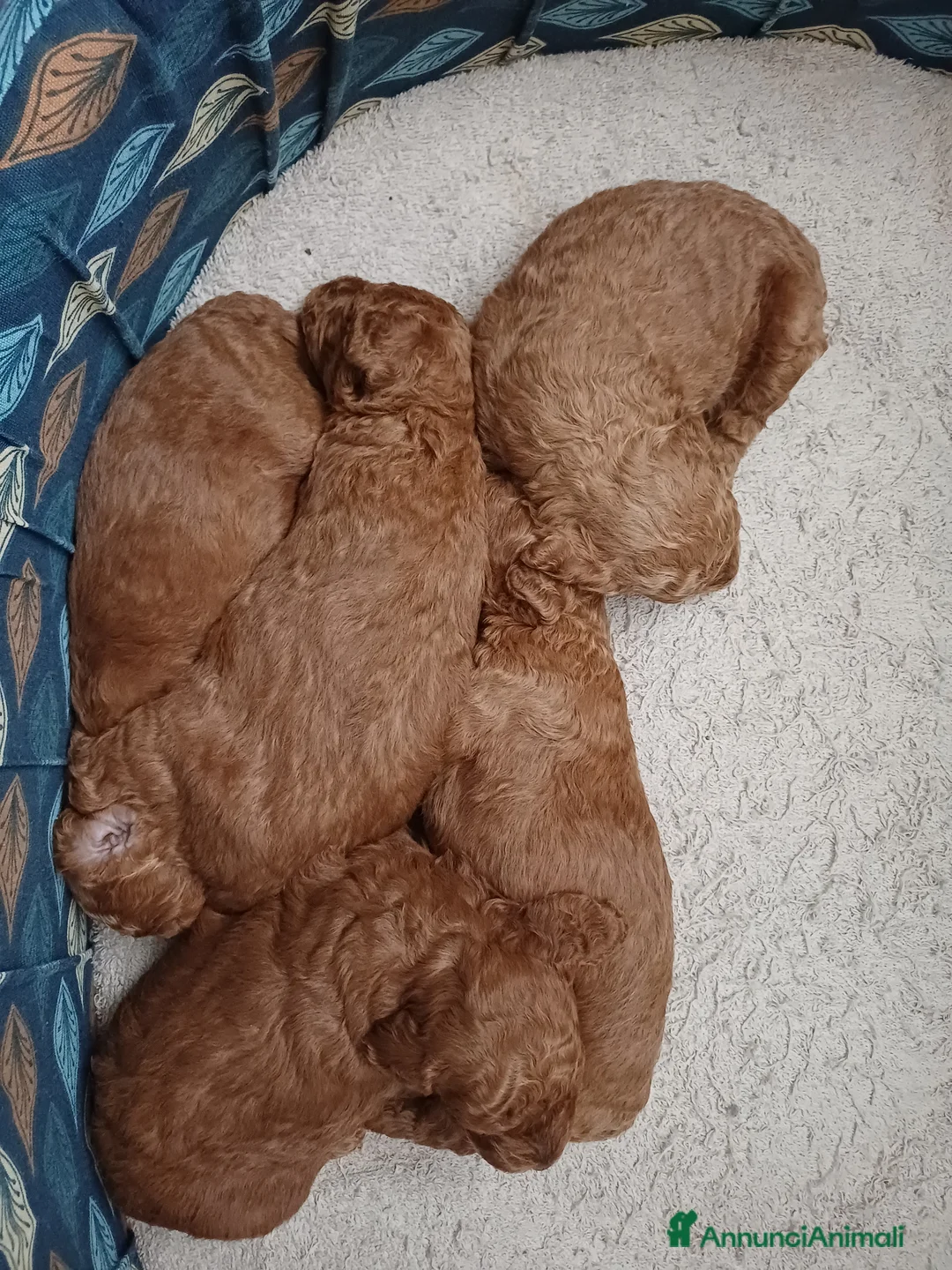 Barboncino cani in vendita: Barboncini rosso fulvi - Annuncio 5