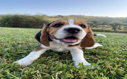 Beagle cani in vendita: Cuccioli di beagle a Provincia di Rimini - Immagine 4