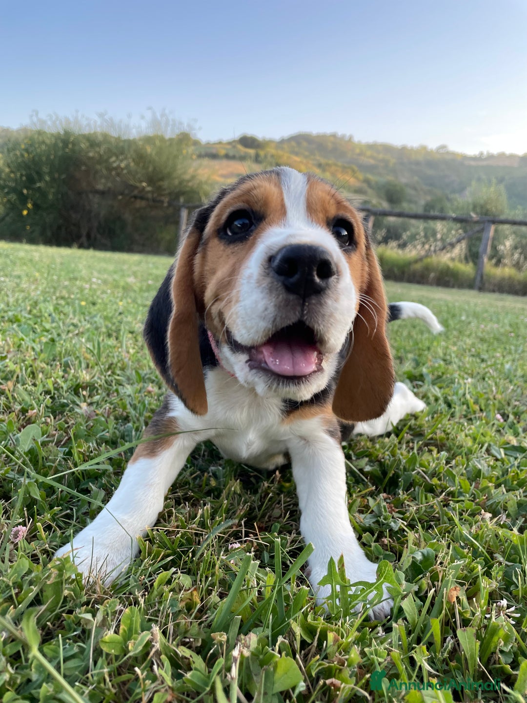 Beagle cani in vendita: Cuccioli di beagle a Provincia di Rimini - Immagine 4