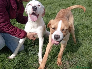 Meticcio cani Help per Kazuz e Karl stanno crescendo in canile a Provincia di Latina - Annuncio 35