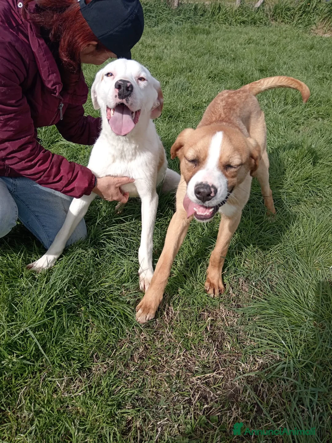 Meticcio cani in regalo: Help per Kazuz e Karl stanno crescendo in canile a Provincia di Latina - Annuncio 1