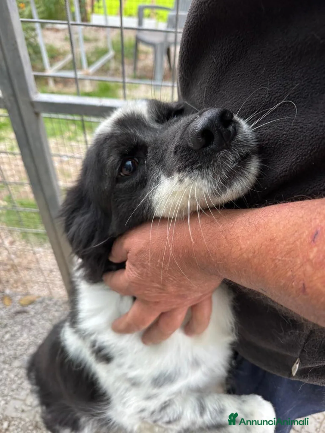 Meticcio cani in regalo: Sam: dolce pastorino vivace e socievole  - Annuncio 2