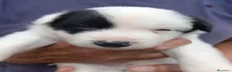 Bearded Collie cani in vendita: Cuccioli border collie  - Annuncio 5