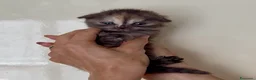 Scottish gatti in vendita: Scottish fold - Annuncio 16