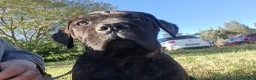 Cane Corso cani in vendita: Cane Corso cucciola - Annuncio 5