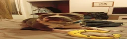 Pitbull cani in vendita: Vendo  - Annuncio 3