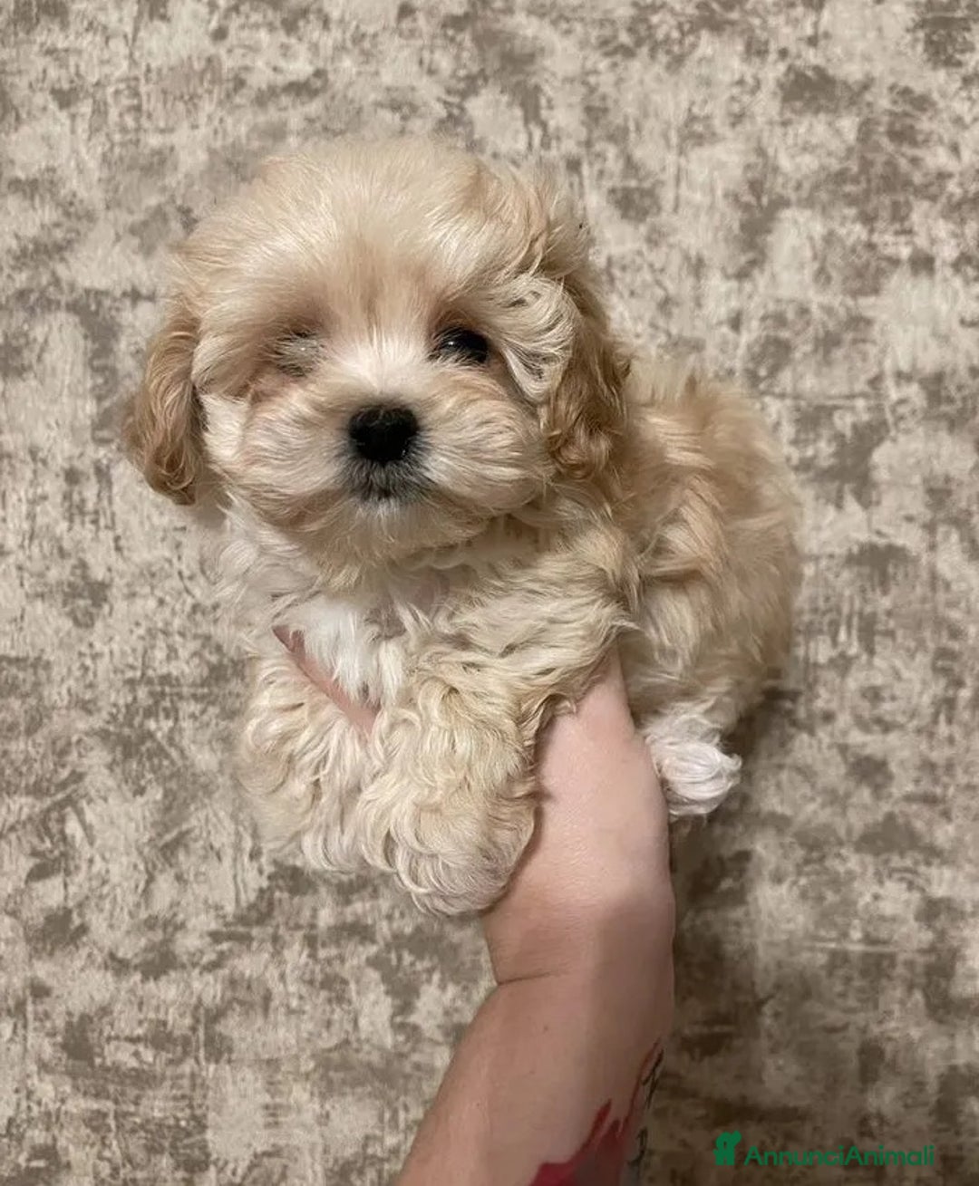 Maltipoo cani in vendita: Maltipoo - Annuncio 4