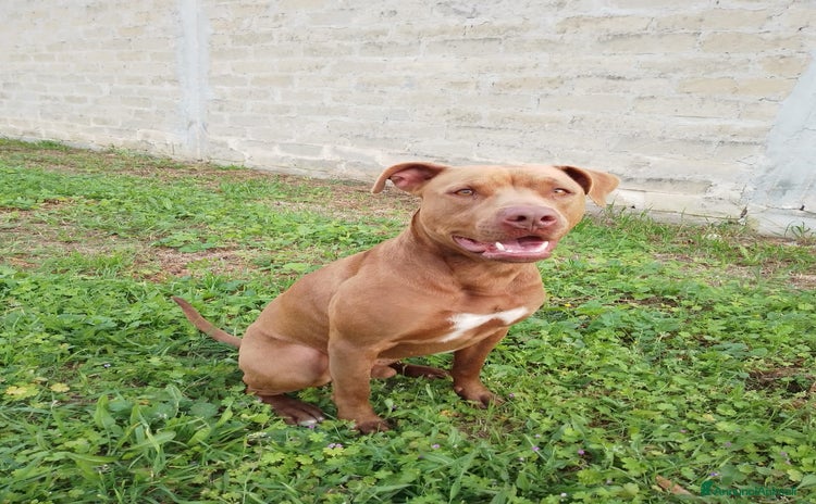 Pitbull cani a Città Metropolitana di Bologna - Annuncio 2