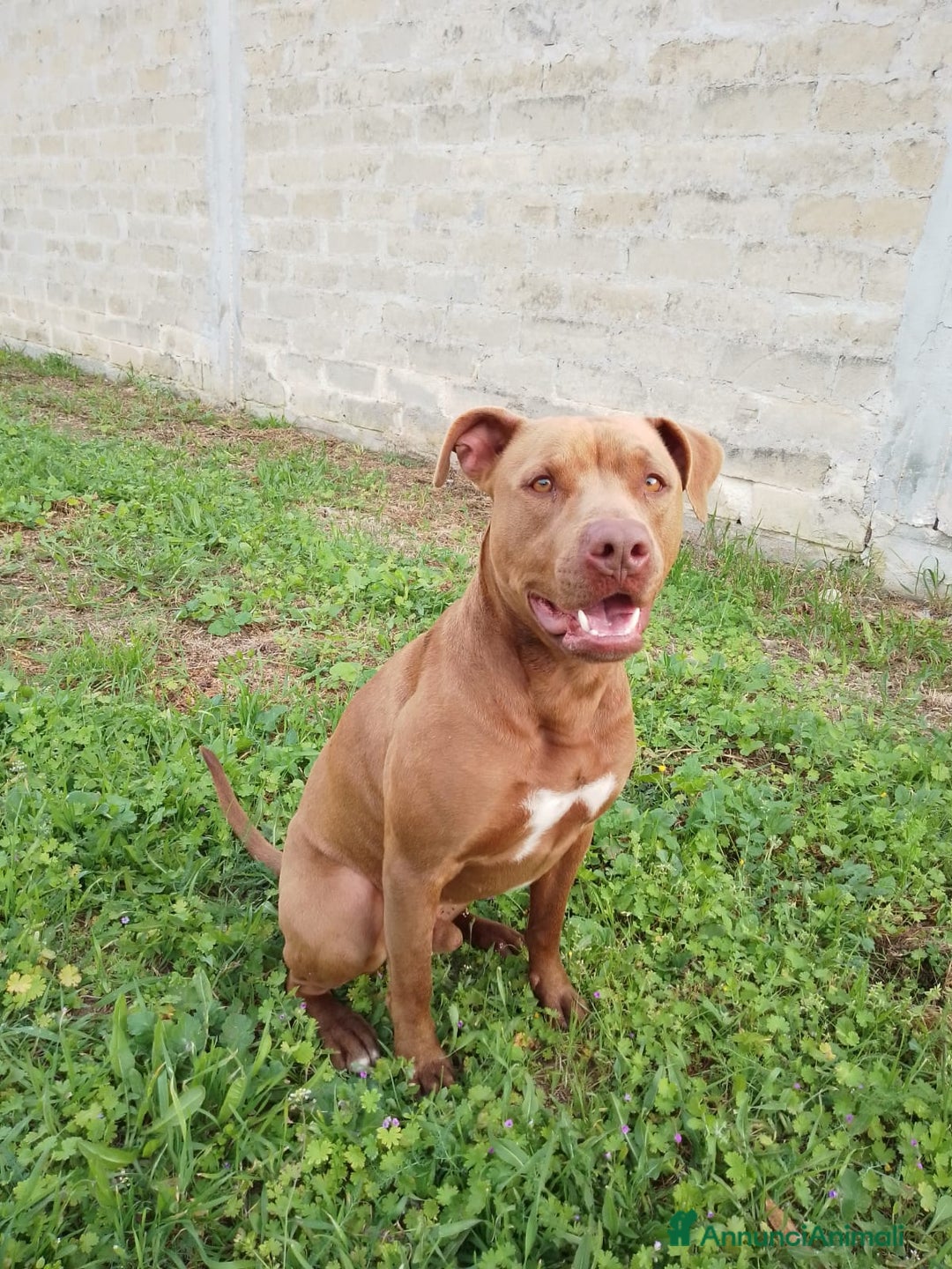 Pitbull cani in regalo: JAGO, GIOVANE PIT  a Città Metropolitana di Bologna - Immagine 1