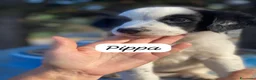 Meticcio cani in regalo: 3cuccioli 3mesi tg media contenutaPALERMO SOS CASA - Annuncio 3