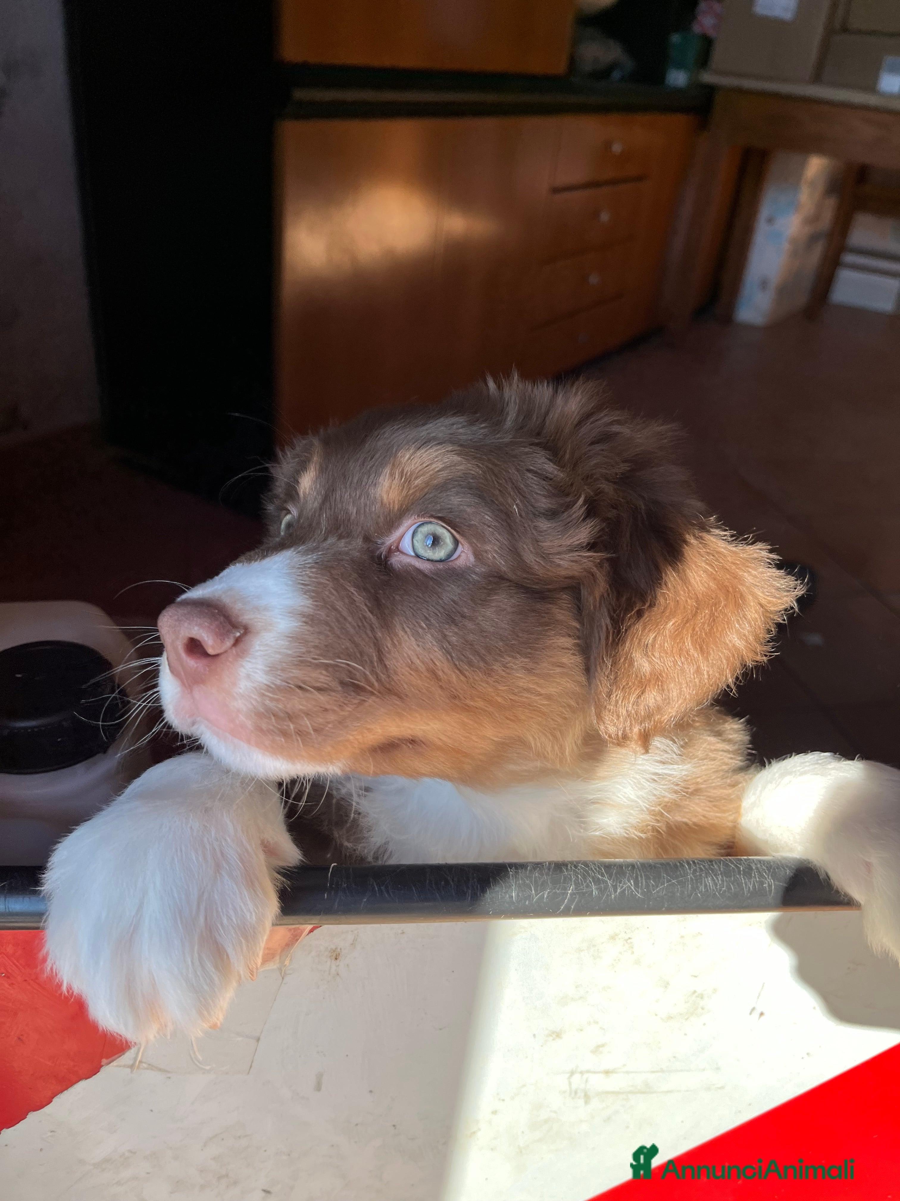 Australian Shepherd cani Cucciolo di Australian Shepherd - Annuncio 2