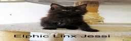 Maine Coon gatti in vendita: Magnifici Cuccioli di Maine Coon disponibili - Annuncio 10