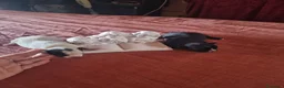 Chihuahua cani in vendita: Cuccioli di chihuahua toy  - Annuncio 19