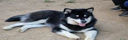 Alaskan Malamute cani per accoppiamento: Alaskan malamute a Provincia di Livorno - Annuncio 20