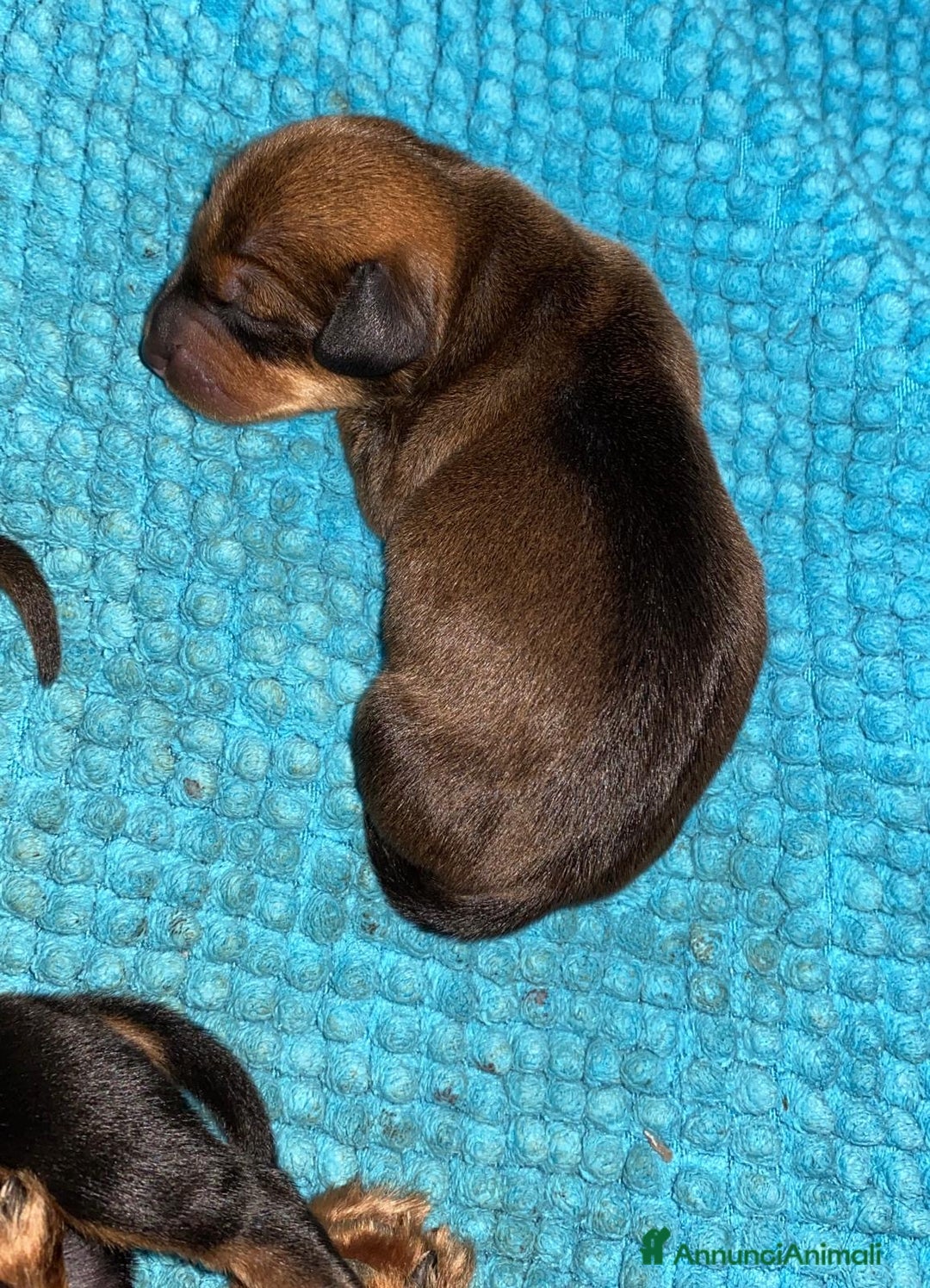 Bassotto cani in vendita: Bassotto - Annuncio 3