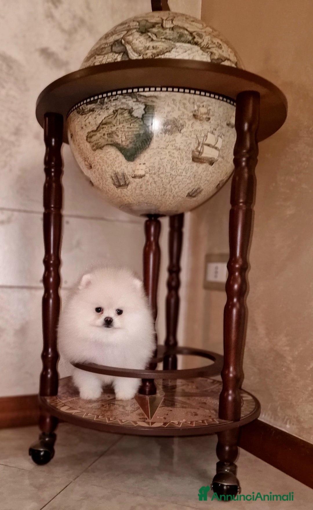 Spitz cani in vendita: Spitz di Pomerania / Volpino tedesco nano - Annuncio 3