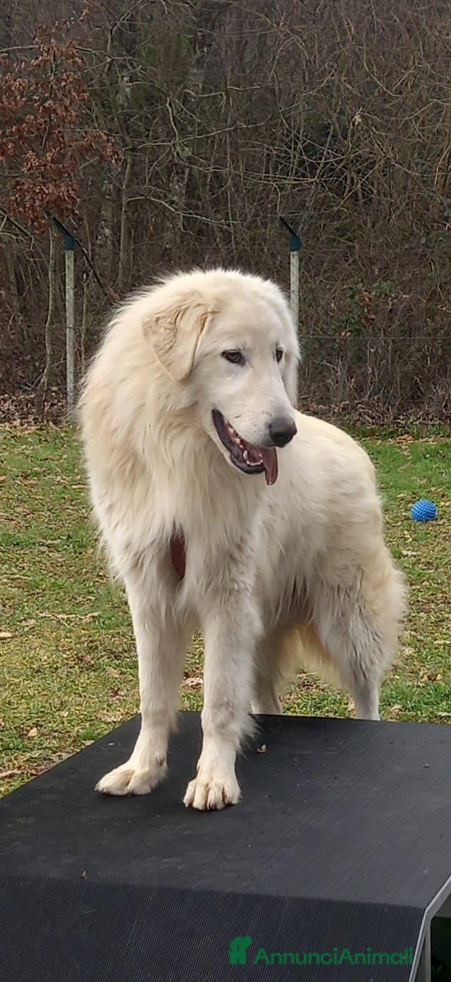 Pastore Maremmano cani Cucciolo maremmano maschio - Annuncio 1