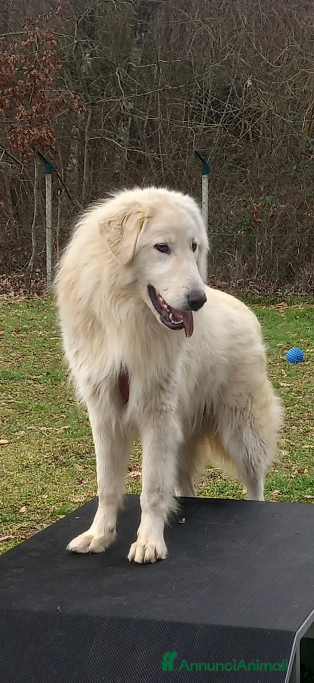 Pastore Maremmano cani in regalo: Cucciolo maremmano maschio - Annuncio 1