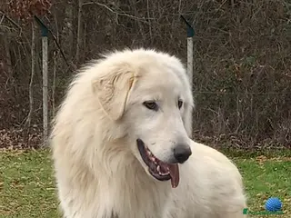 Pastore Maremmano cani Cucciolo maremmano maschio - Annuncio 1