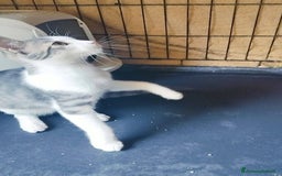 Europeo gatti in regalo: MICINO 60 GG. DOLCISSIMO CERCA CASA - Immagine 7