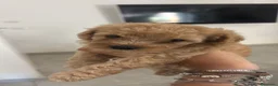 Barboncino cani in vendita: Barboncini - Annuncio 4
