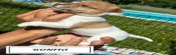 Jack Russell cani in vendita: Jack Russel Terrier  a Provincia di Brescia - Annuncio 6