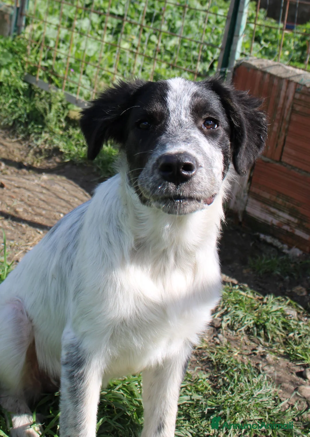 Meticcio cani in regalo: Claretta  - Annuncio 2