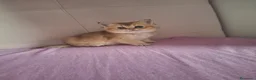 Scottish gatti in vendita: Gattini Scottish - Annuncio 2