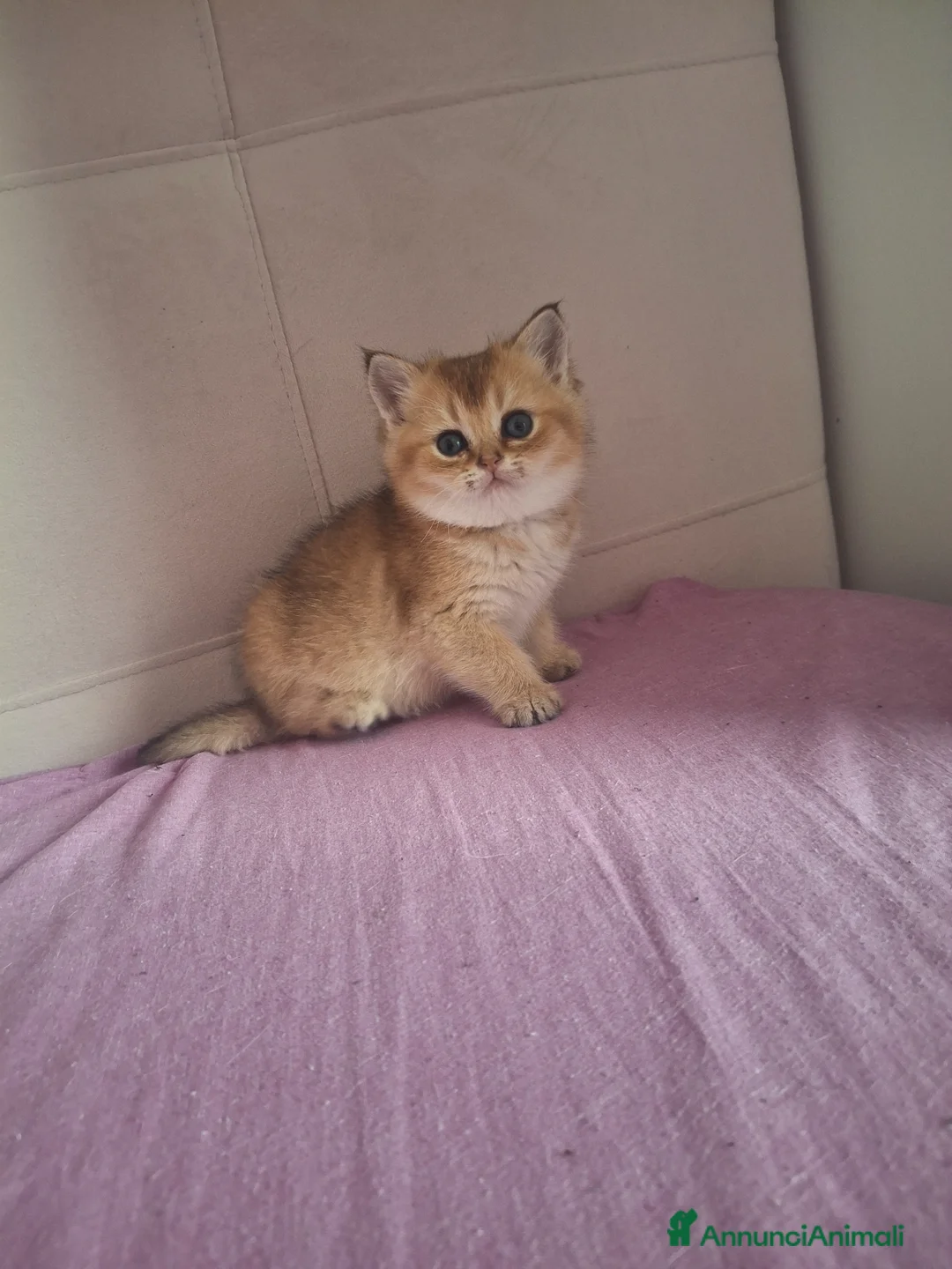 Scottish gatti in vendita: Gattini Scottish - Annuncio 2