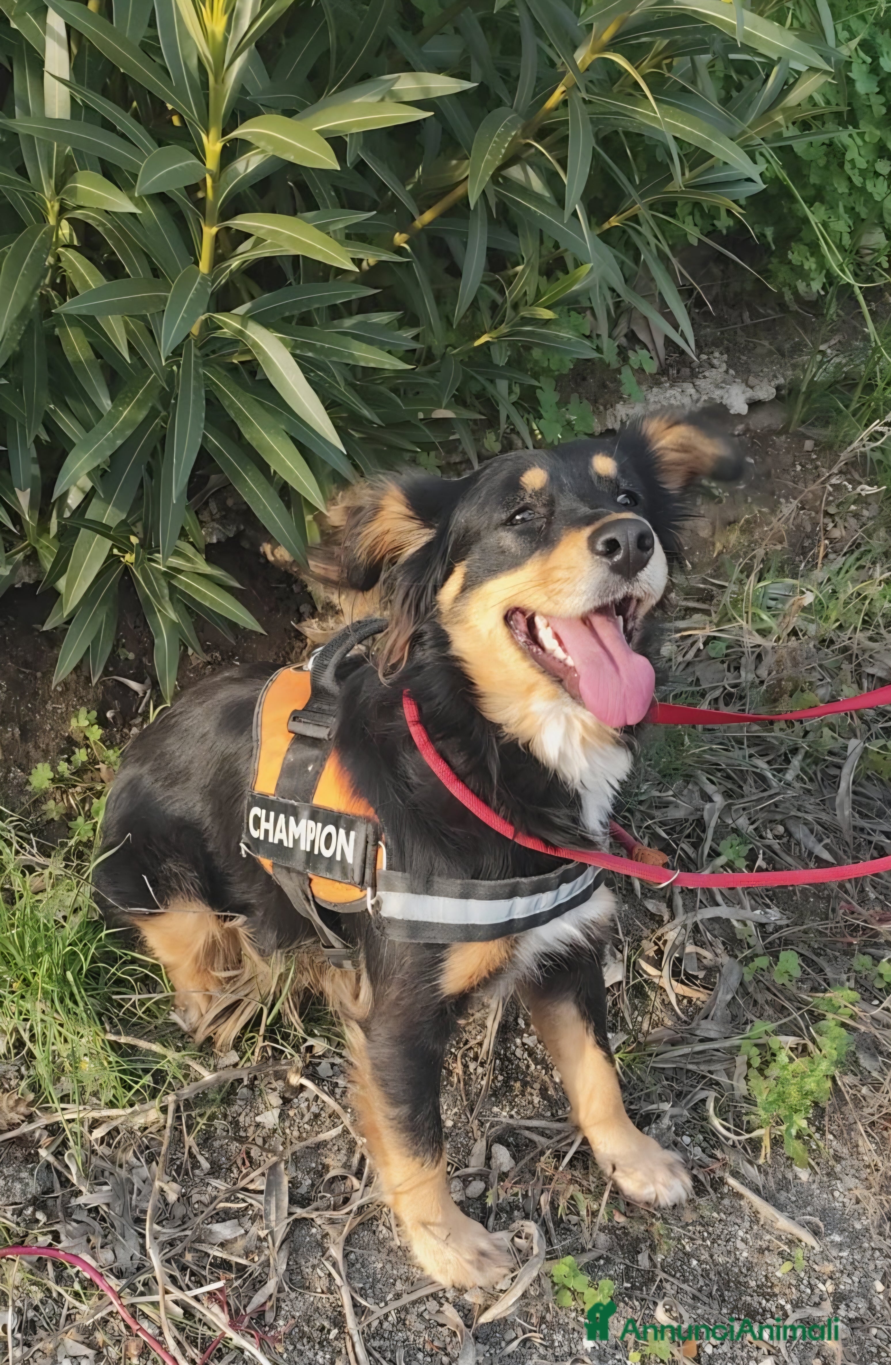 Meticcio cani ZARA cagnolina taglia media - Annuncio 11