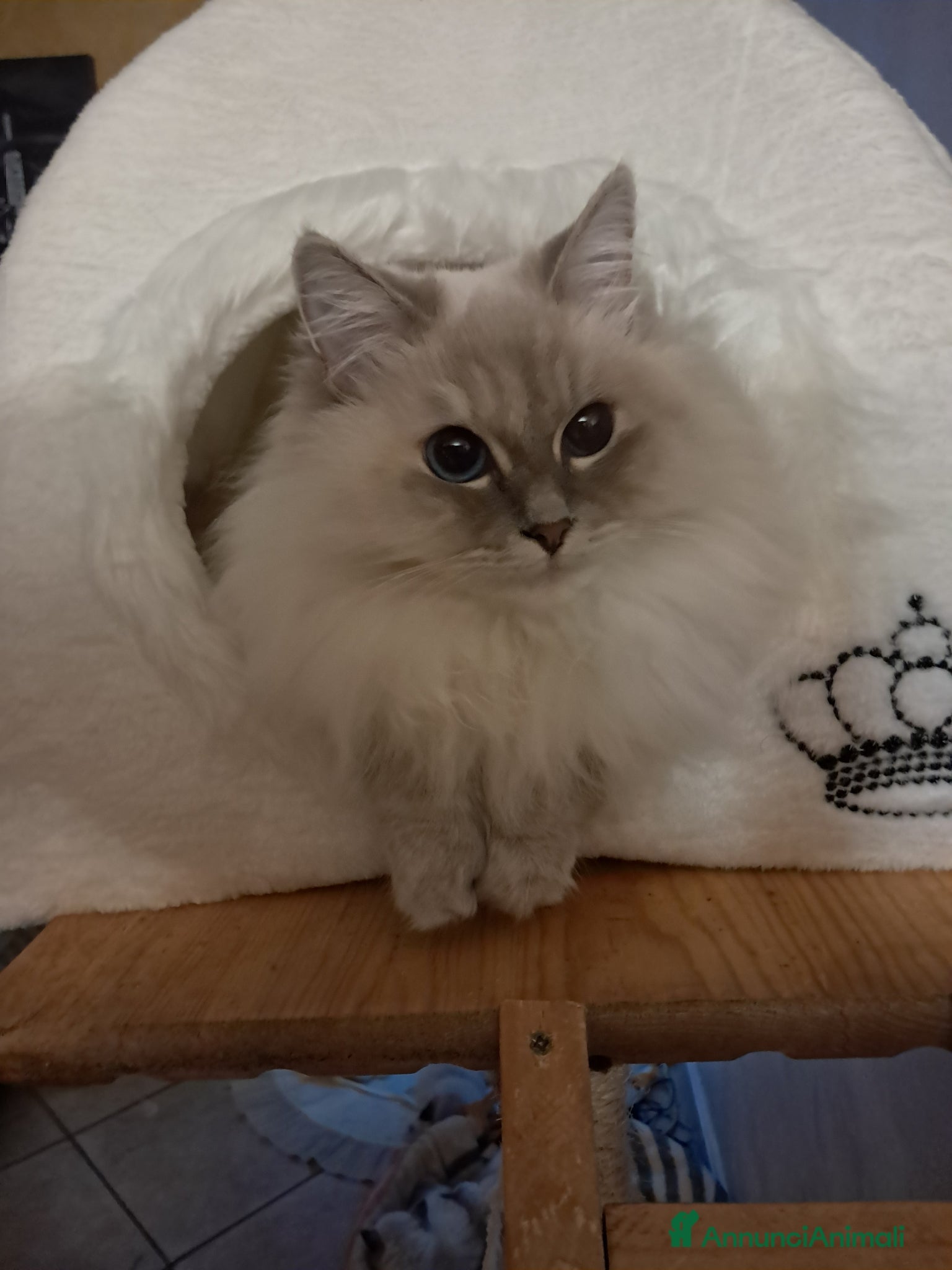 Siberiano gatti Cucciolo siberiano neva cream  - Annuncio 8