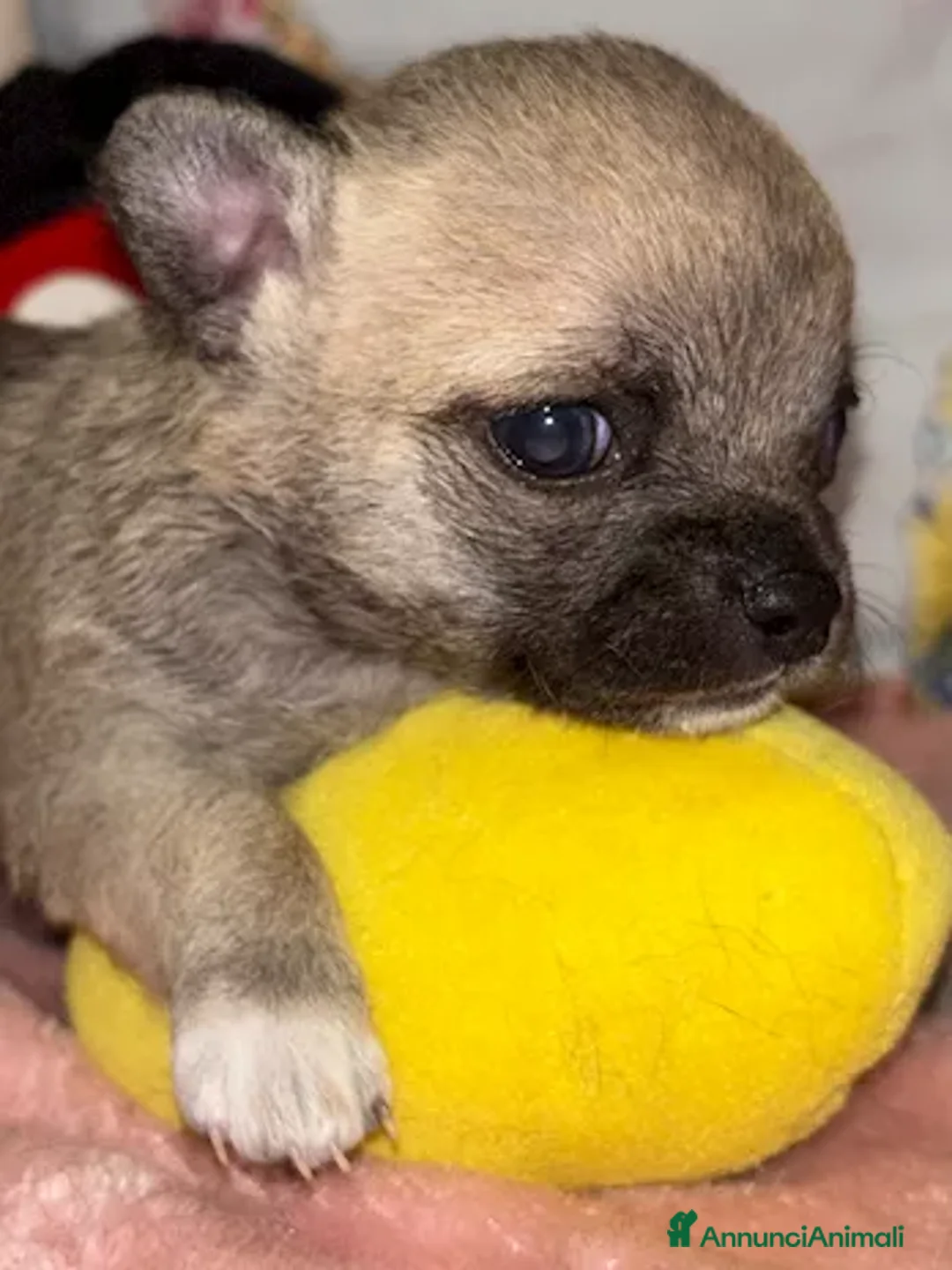 Chihuahua cani in vendita: Chihuahua - Annuncio 3