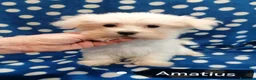 Maltese cani in vendita: Maltese cuccioli - Annuncio 12