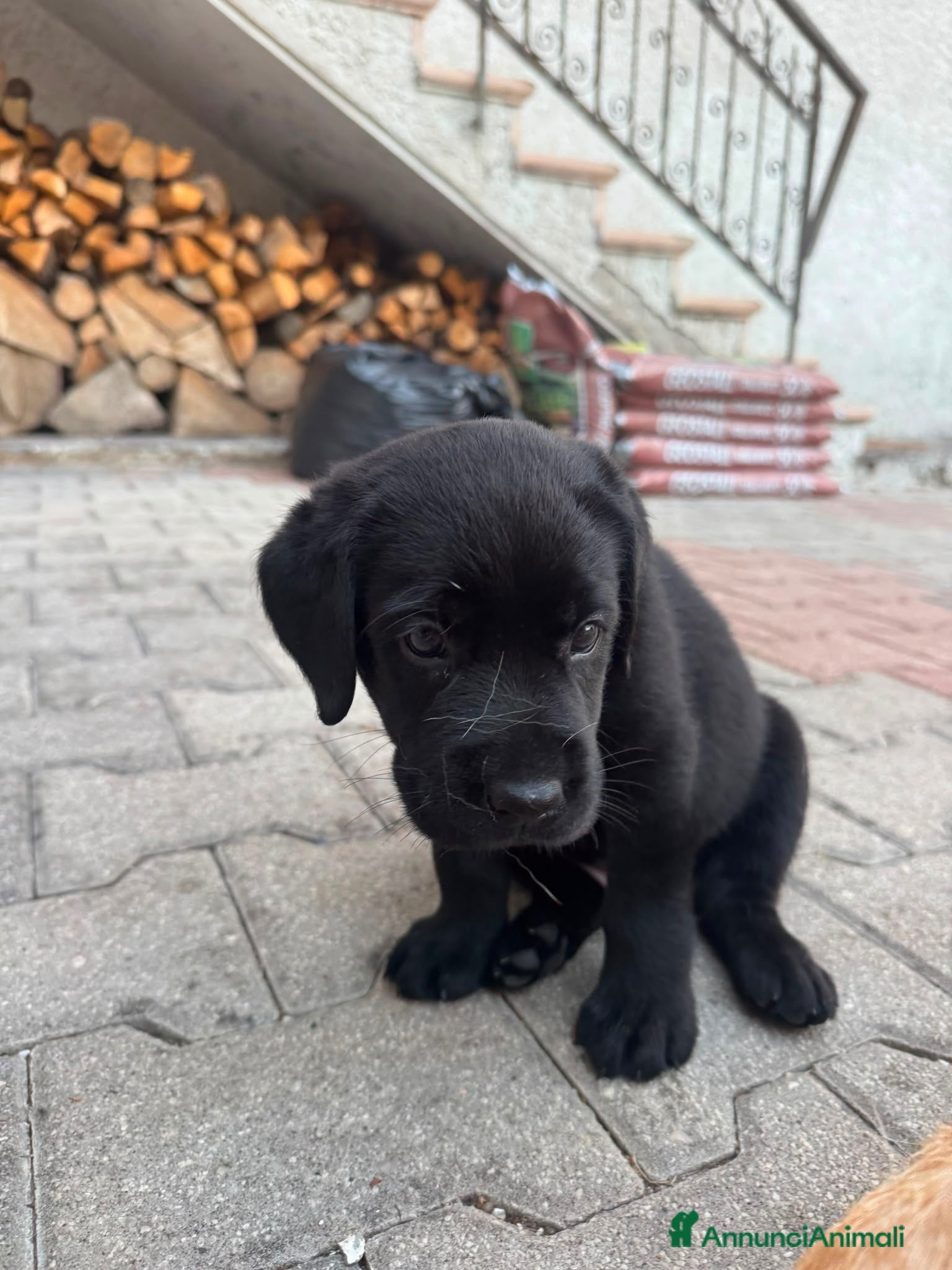 Labrador cani Vendita cuccioli neri di labrador - Annuncio 2