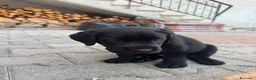 Labrador cani in vendita: Vendita cuccioli neri di labrador a Provincia di Rimini - Annuncio 2