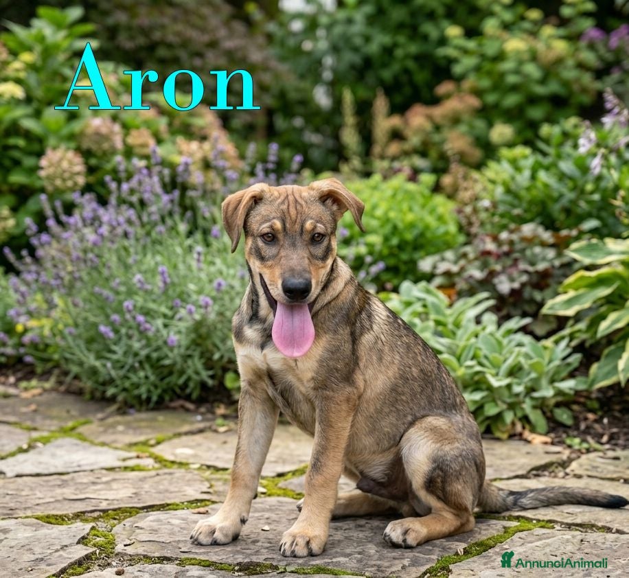 Meticcio cani Aron e Jago dolcissimi cuccioli in adozione - Annuncio 3
