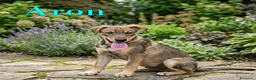 Meticcio cani in regalo: Aron e Jago dolcissimi cuccioli in adozione a Città metropolitana di Milano - Annuncio 1
