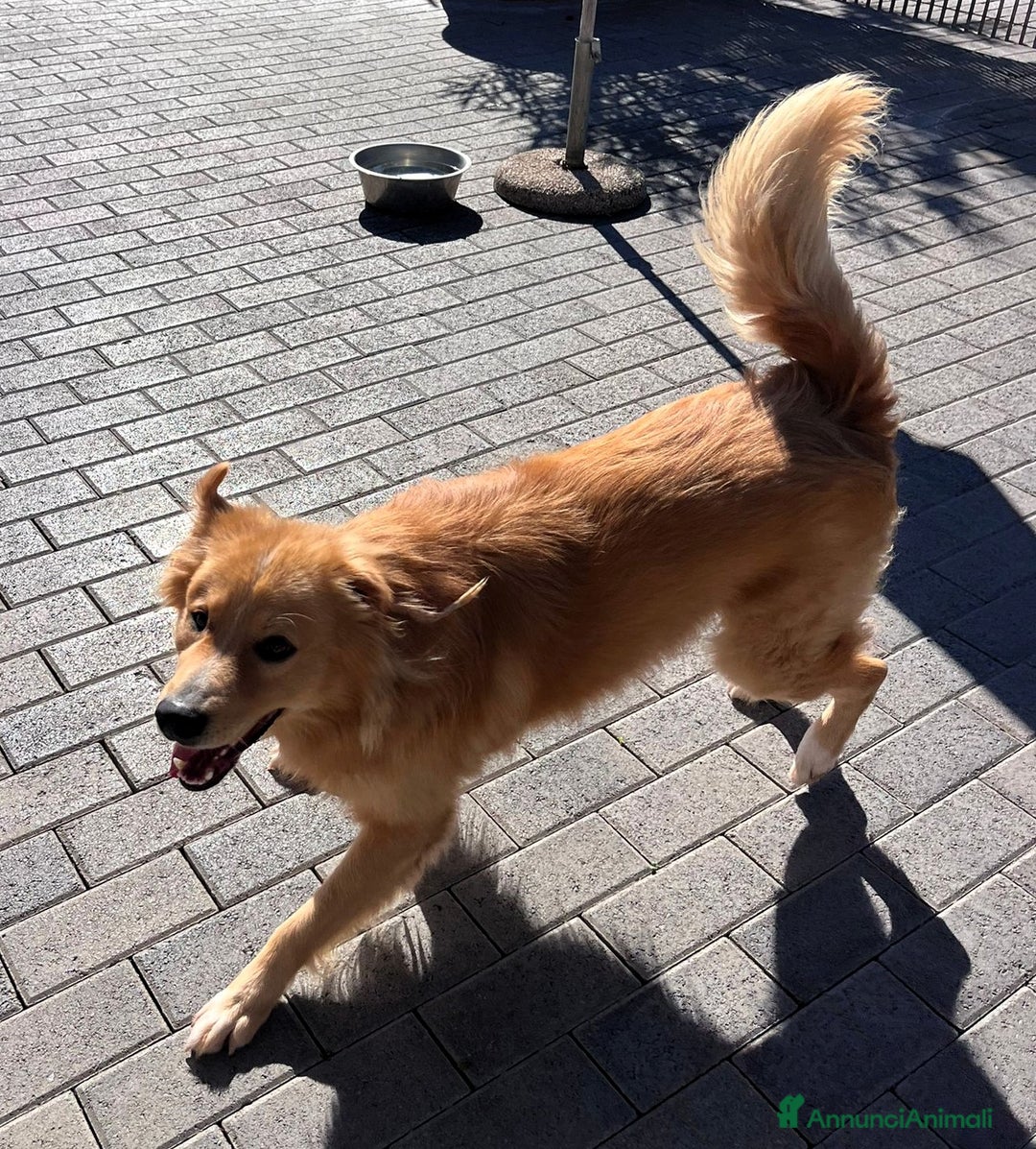 Meticcio cani in regalo: DIOR CAGNOLINO FULVO - Annuncio 5