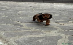 Bassotto cani in vendita: cuccioli di bassotto tedesco pelo lungo a Provincia di Modena - Immagine 11