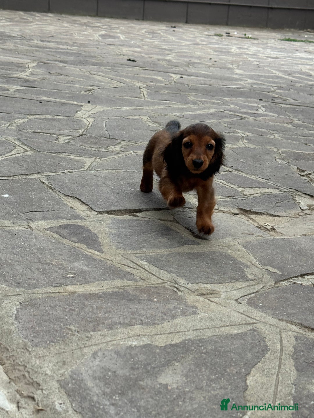 Bassotto cani in vendita: cuccioli di bassotto tedesco pelo lungo a Provincia di Modena - Immagine 11