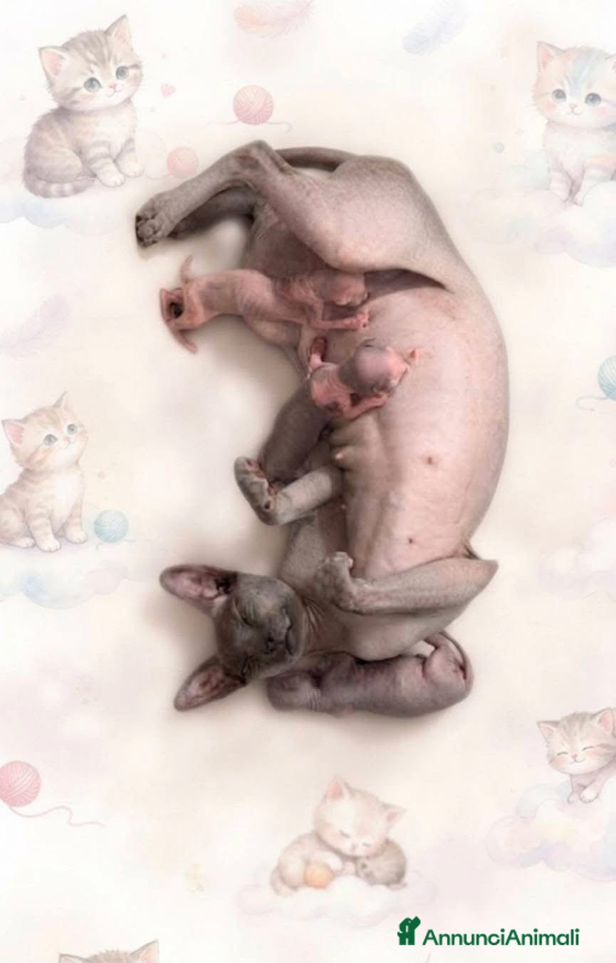 Sphynx gatti Sphynx gatto nudo - Annuncio 1
