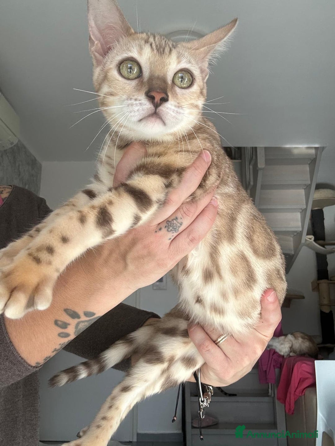 Bengala gatti in vendita: Cuccioli di Bengala  - Annuncio 6