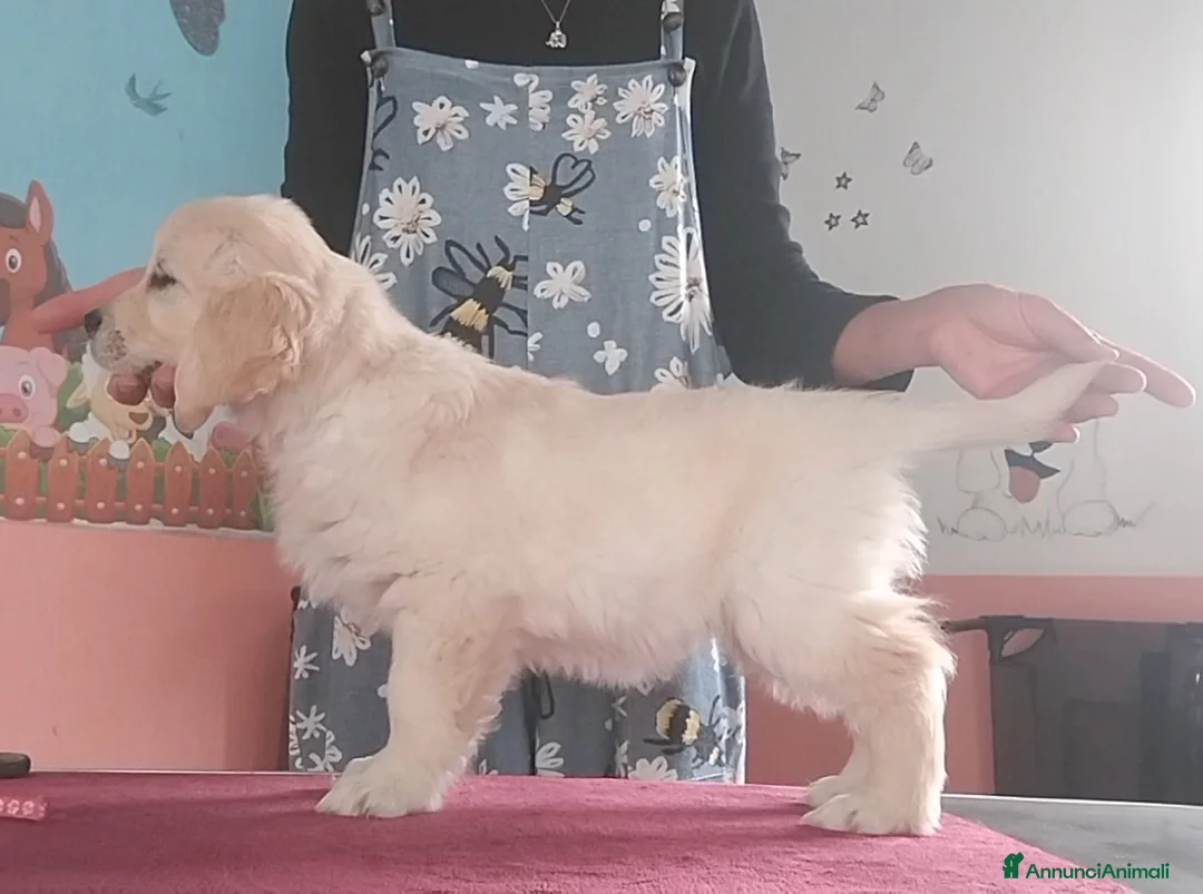Golden Retriever cani in vendita: Cuccioli di Golden retriever inglese  - Annuncio 8