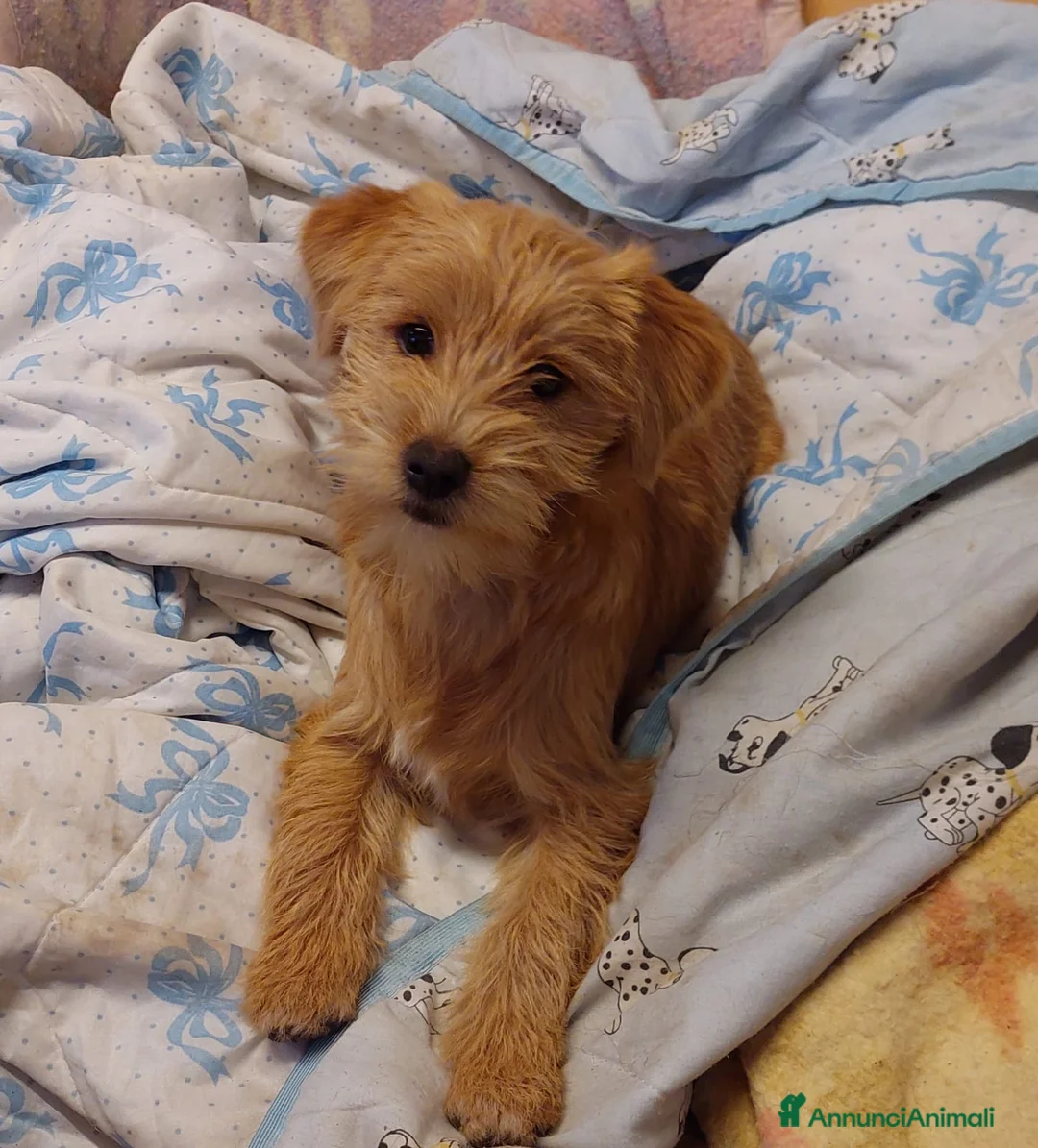 Meticcio cani in regalo: Bobby, cucciolino simpatico aspetta una famiglia - Annuncio 1