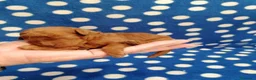 Barboncino cani in vendita: Barboncini nani red cuccioli - Annuncio 13