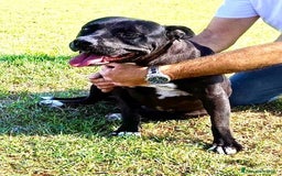 Pitbull cani in regalo: JESSY, Cuore di pitt - Annuncio 6