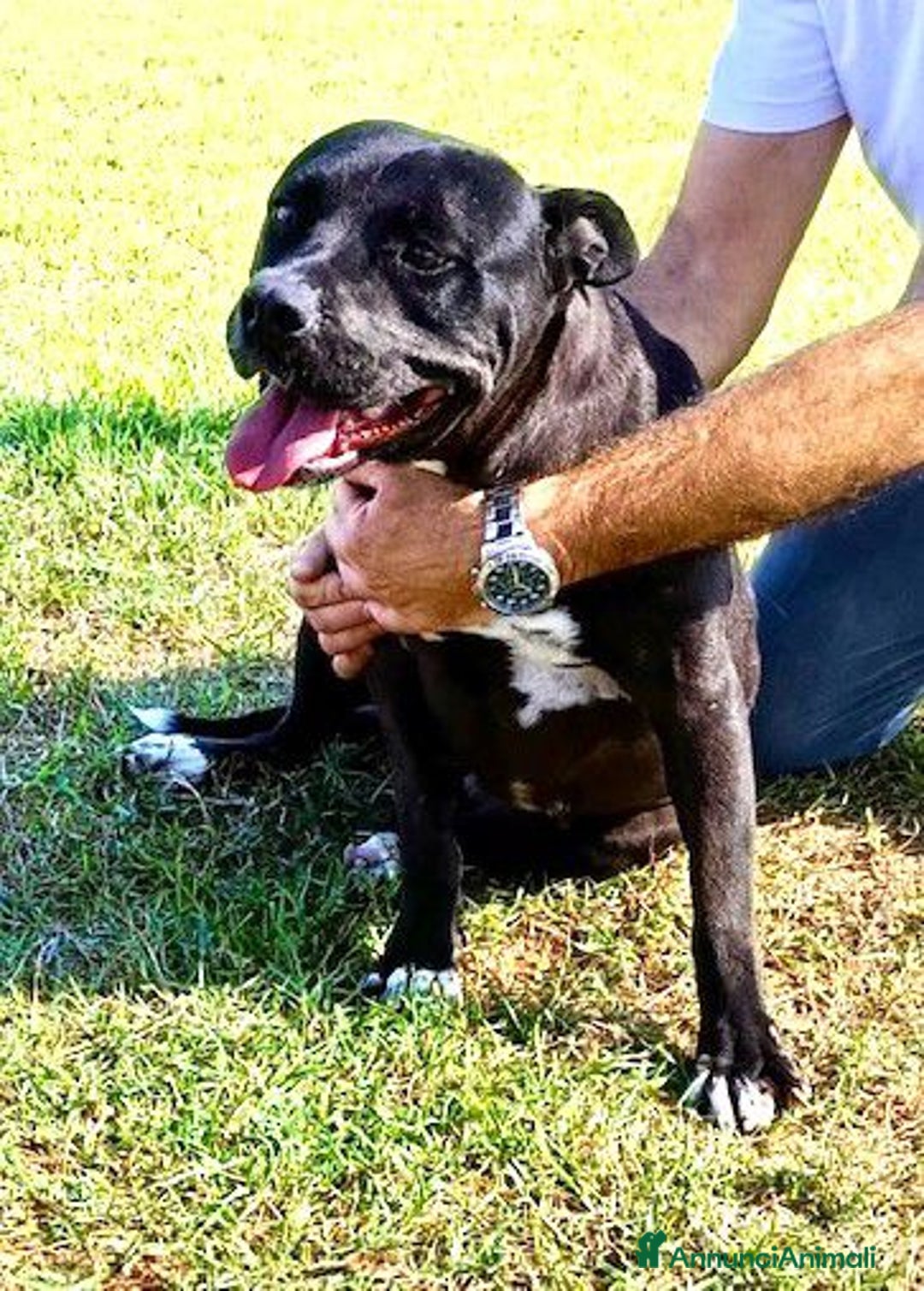 Pitbull cani in regalo: JESSY, Cuore di pitt - Annuncio 6