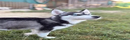 Husky cani in vendita: 4 cuccioline di Siberian Husky a Città Metropolitana di Firenze - Annuncio 2