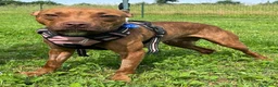 Meticcio cani in regalo: ALMA DELIZIOSA PITINA - Annuncio 7
